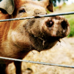 High Tensile Livestock Fence