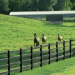 Agricultural Black Farm Fence