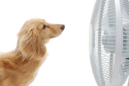 Dog Staring at the Fan