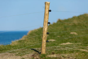 Electric Fences to Stop Bears