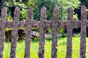 Moldy Fence