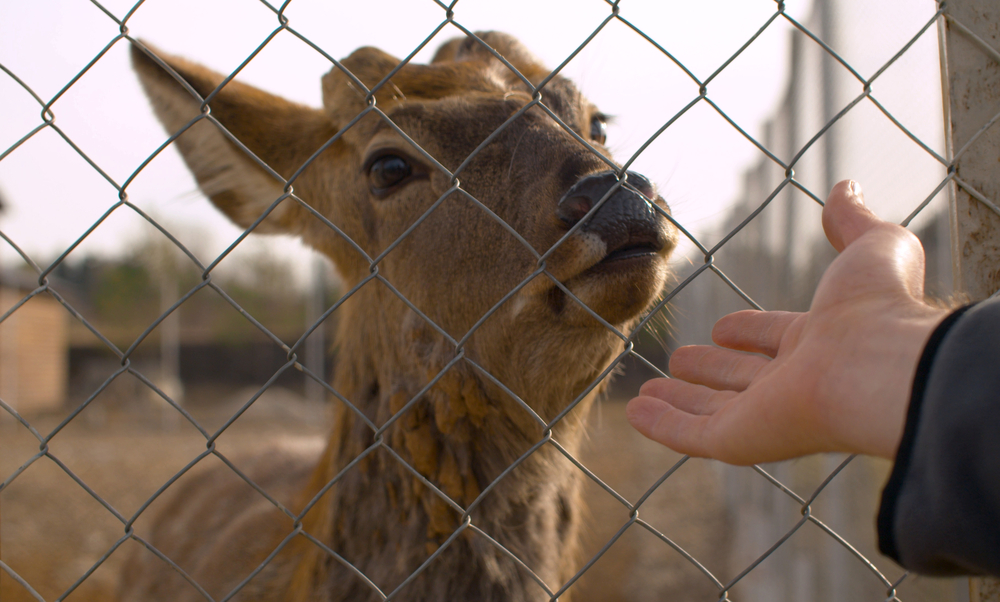 Animal Fence