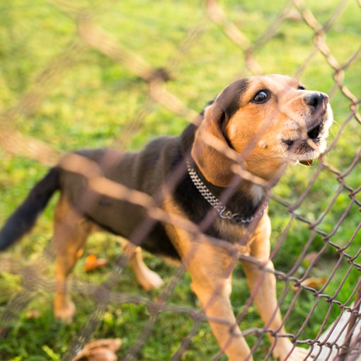 Pet Fence