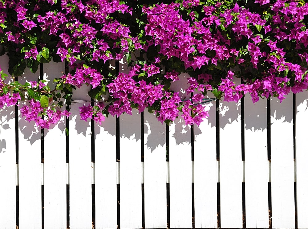 White Picket Fence With Bougainvilla