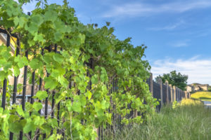 Lush vines with vibrant green leaves growing on the black metal fence of homes